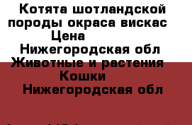 Котята шотландской породы окраса вискас › Цена ­ 2 000 - Нижегородская обл. Животные и растения » Кошки   . Нижегородская обл.